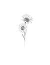 Marguerite