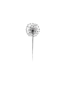 Le dandelion