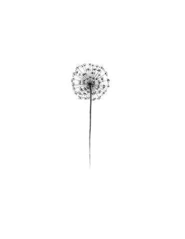 Le dandelion