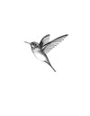 Colibri