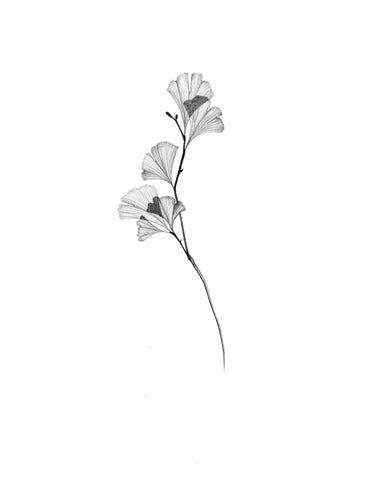 Gingko