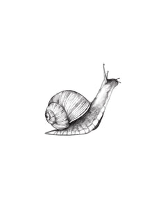 The Snail