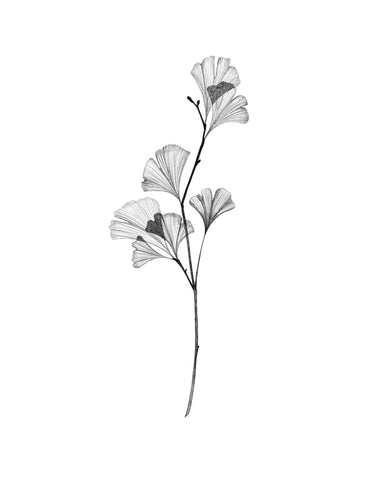 Gingko no2
