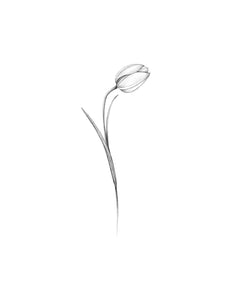 Tulipe
