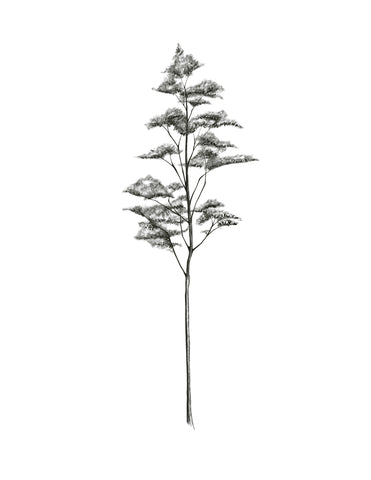 L'arbre
