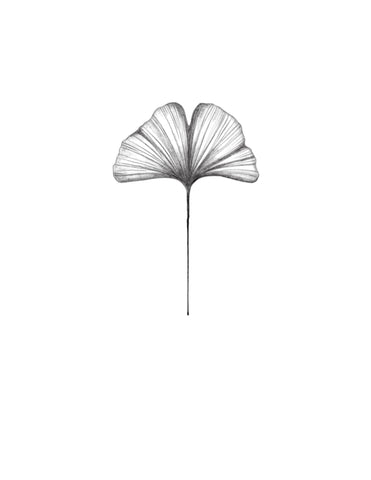 Feuille de Gingko