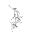 Les Fleurs s'ouvrent